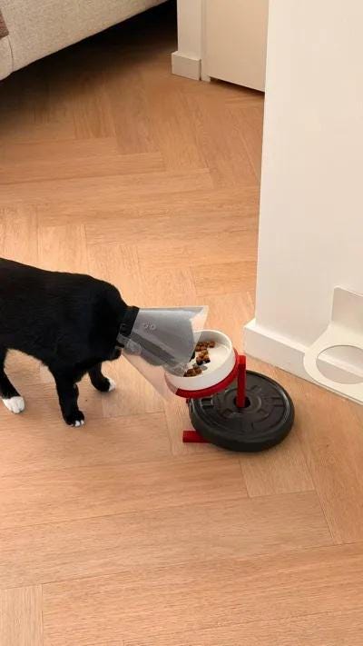 Raised Cat Food Bowl Stand - 6 Inch Pet Feeder