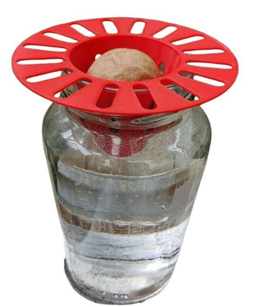 Avocado Seed Holders - Set of 2